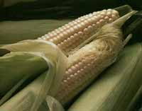 Corn